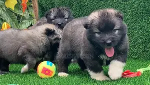 1-3 months Male Purebred Caucasian Shepherd