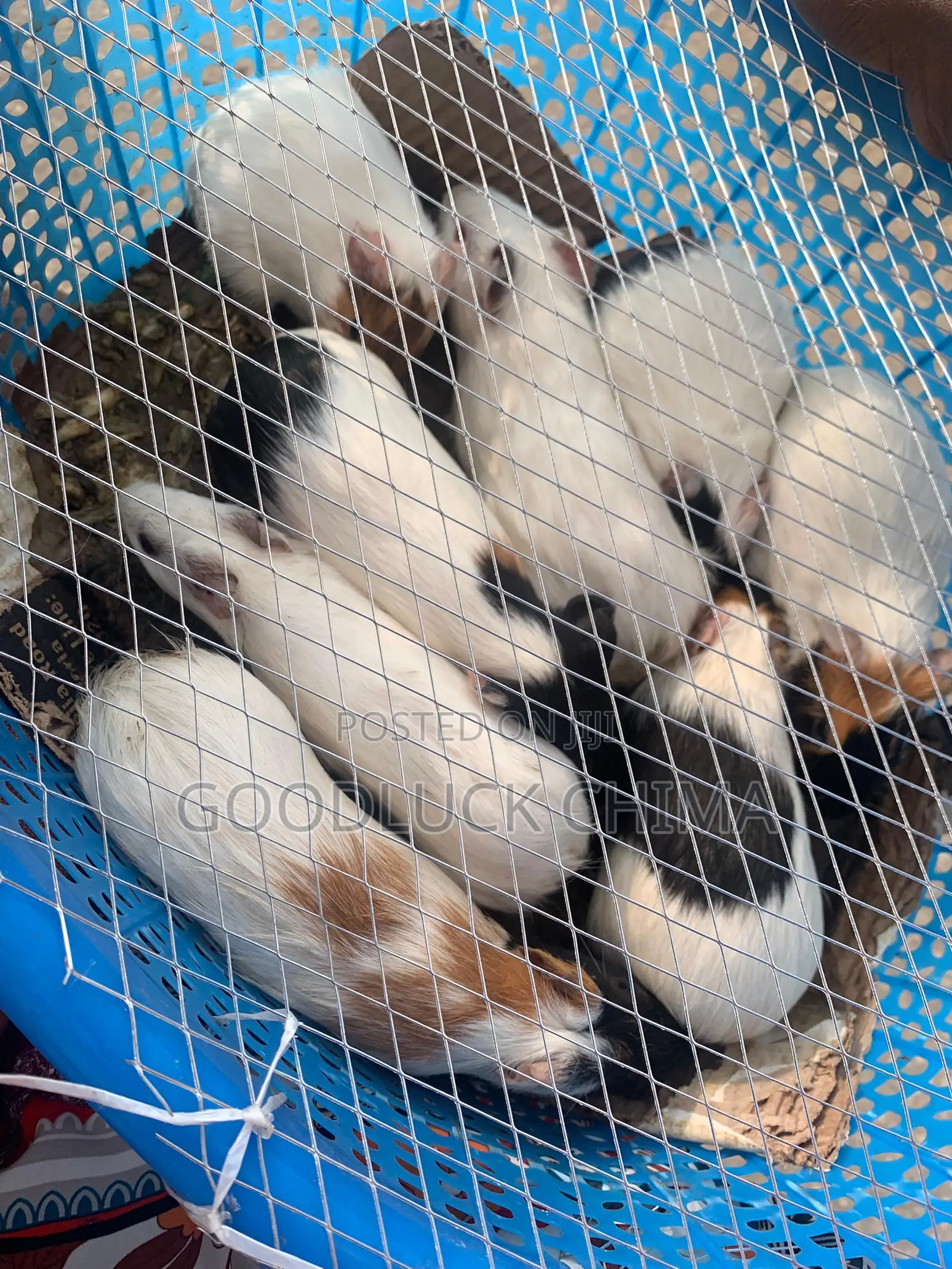 Guinea Pig