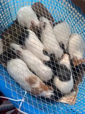 Guinea Pig