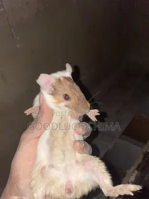 Guinea Pig