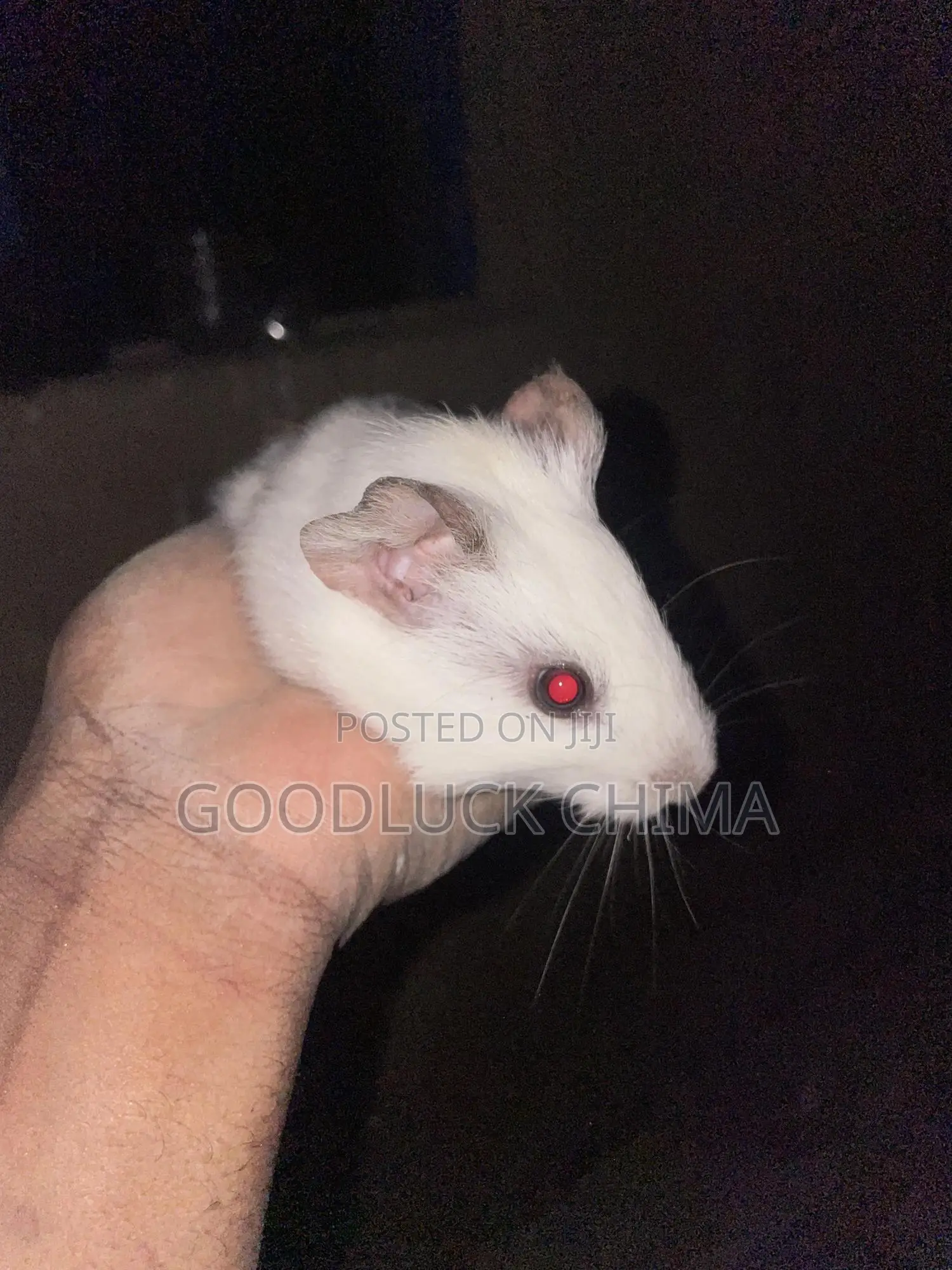 Guinea Pig