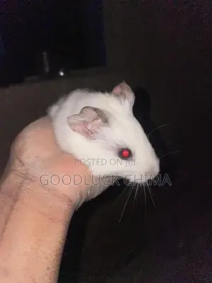 Guinea Pig