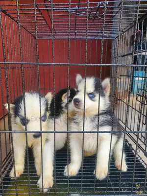 1-3 months Female Purebred Siberian Husky
