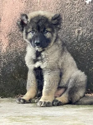 1-3 months Male Purebred Caucasian Shepherd