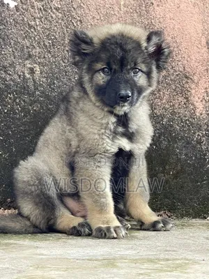 1-3 months Male Purebred Caucasian Shepherd