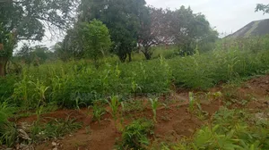 30 Plots of Land for Sale