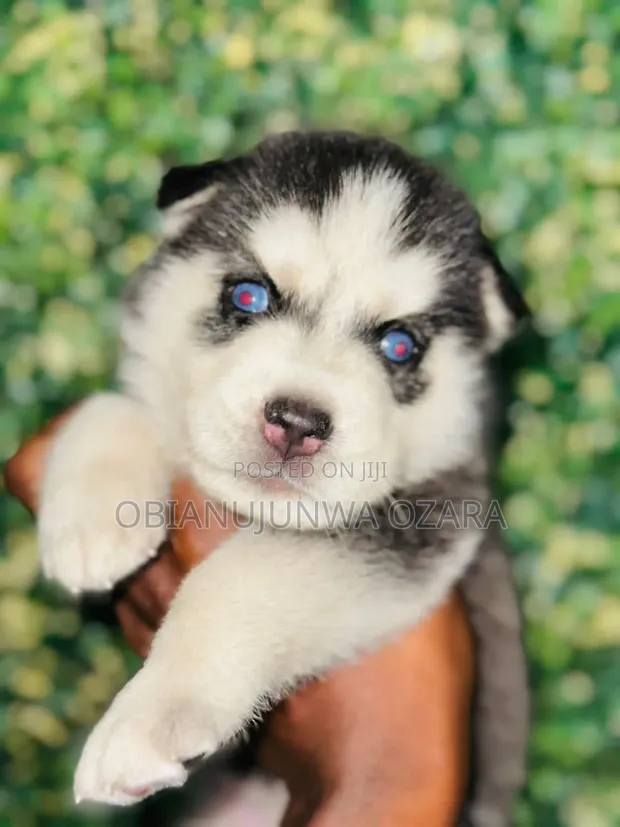 Black And White Siberian Husky Month Puppy 1-3 Months Female