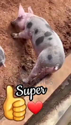 Pietrain Breed