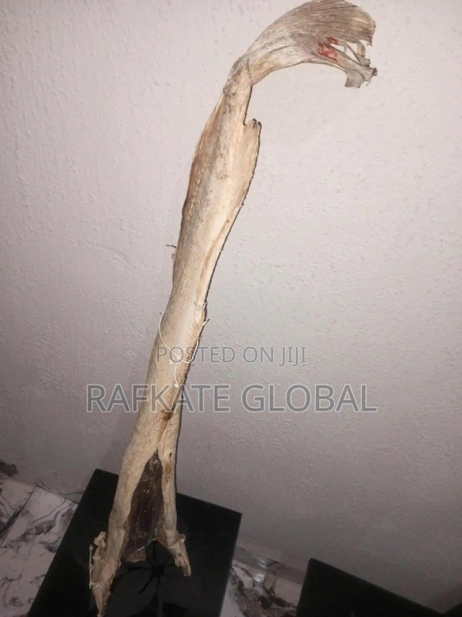 Round Cod Stockfish