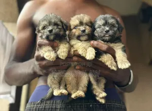 1-3 months Male Purebred Lhasa Apso