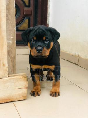 Purebred Rottweiler Puppies Pet Shop Kci Registered Rottweiler