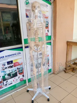 Human Skeleton