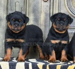 1-3 months Male Purebred Rottweiler
