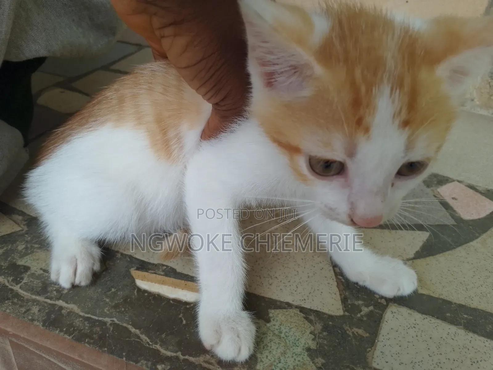 1-3 months Male Mixed Breed Tabby