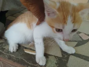 1-3 months Male Mixed Breed Tabby