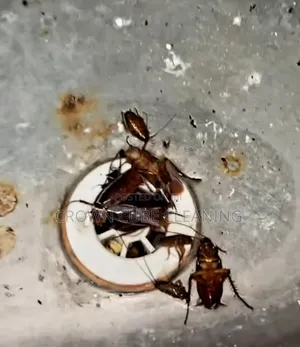 Effective Fumigation and Pest Control //!