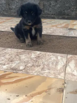 1-3 months Female Purebred German Shepherd