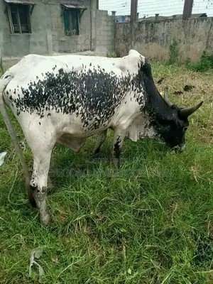 Matured Cow