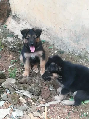 1-3 months Male Purebred German Shepherd