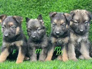 1-3 months Female Purebred German Shepherd