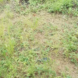 Land Selling at Thompson Avenue