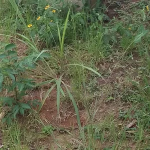 Land Available for Sale