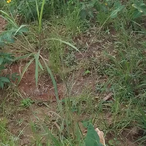Land Available for Sale at Ikoyi