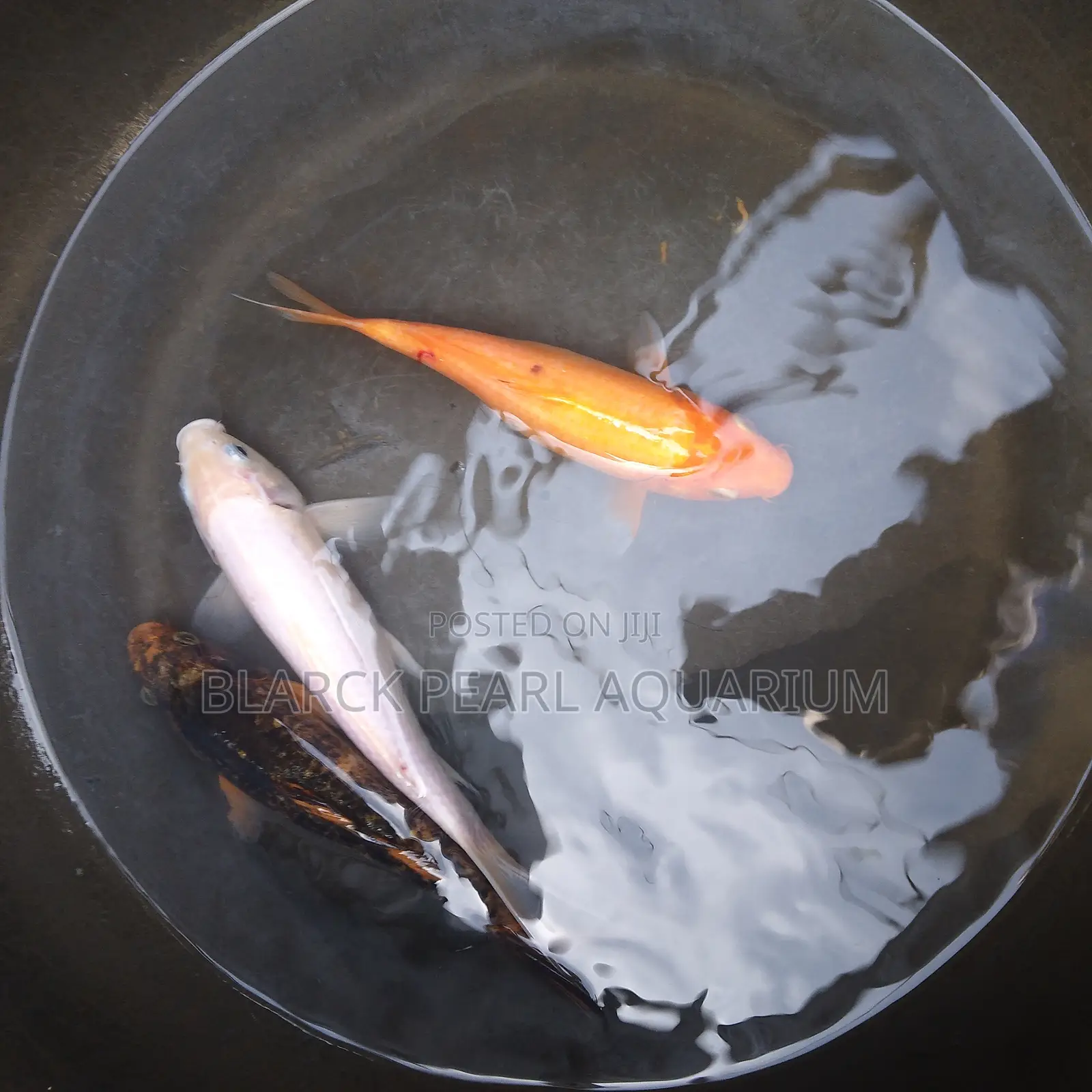 Aquarium Fishes