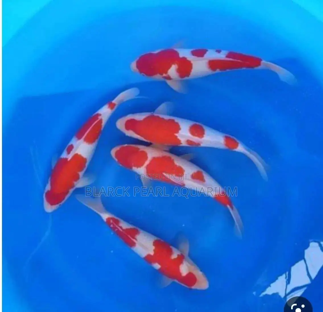 Aquarium Fishes