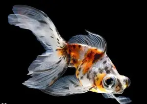Aquarium Fishes