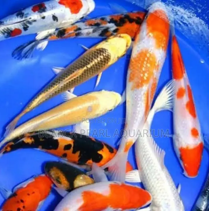 Aquarium Fishes