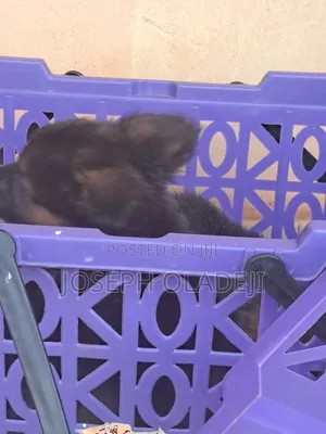 1-3 months Female Purebred German Shepherd