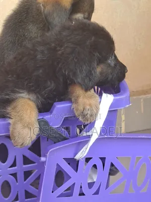 1-3 months Male Purebred German Shepherd