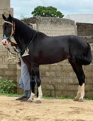 Horses Are Available In Jahland Farms