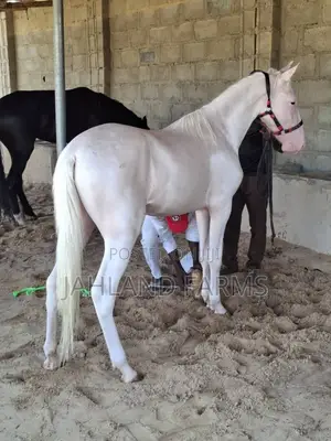 Horses of All Colors Are Available in Jahland Farms
