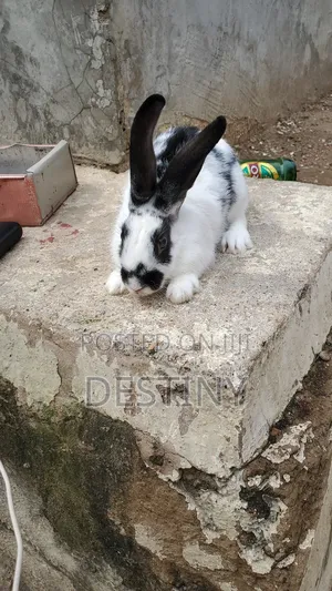 Pet Bunnies