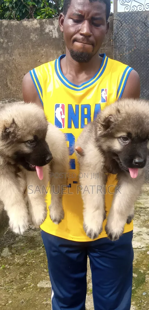 Caucasian Shepherd Dog Male 1-3 Months Male Purebred Caucasian