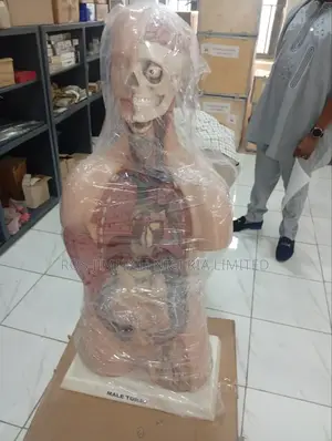 Male and Female Torso