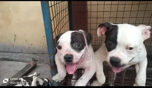 1-3 months Female Purebred American Bulldog