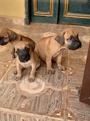 1-3 months Female Purebred Boerboel