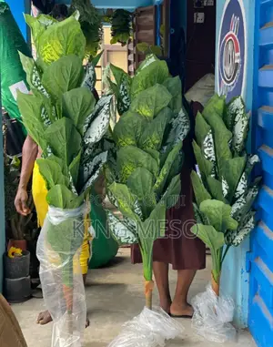 Plants 3 Size