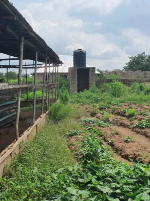 Poultry Farm for Sale in Ogbomoso - Ideal for Diaspora Investment
