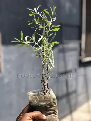Lavender, Rosemary, Marigold, Thyme Plant