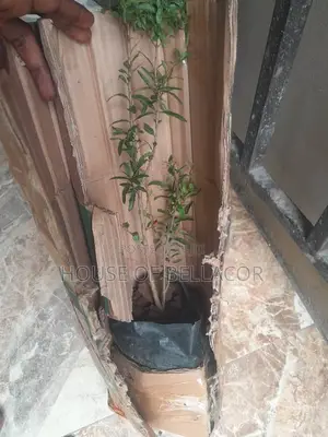 Pomegranate Plant