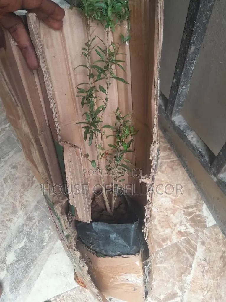 Pomegranate Plant