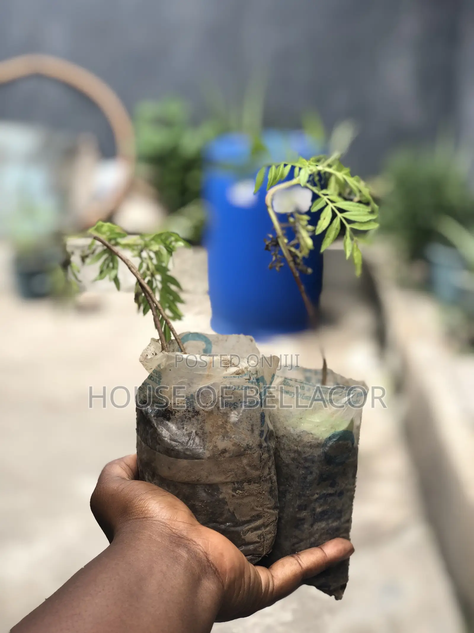 Lavender, Rosemary, Marigold, Thyme Plant