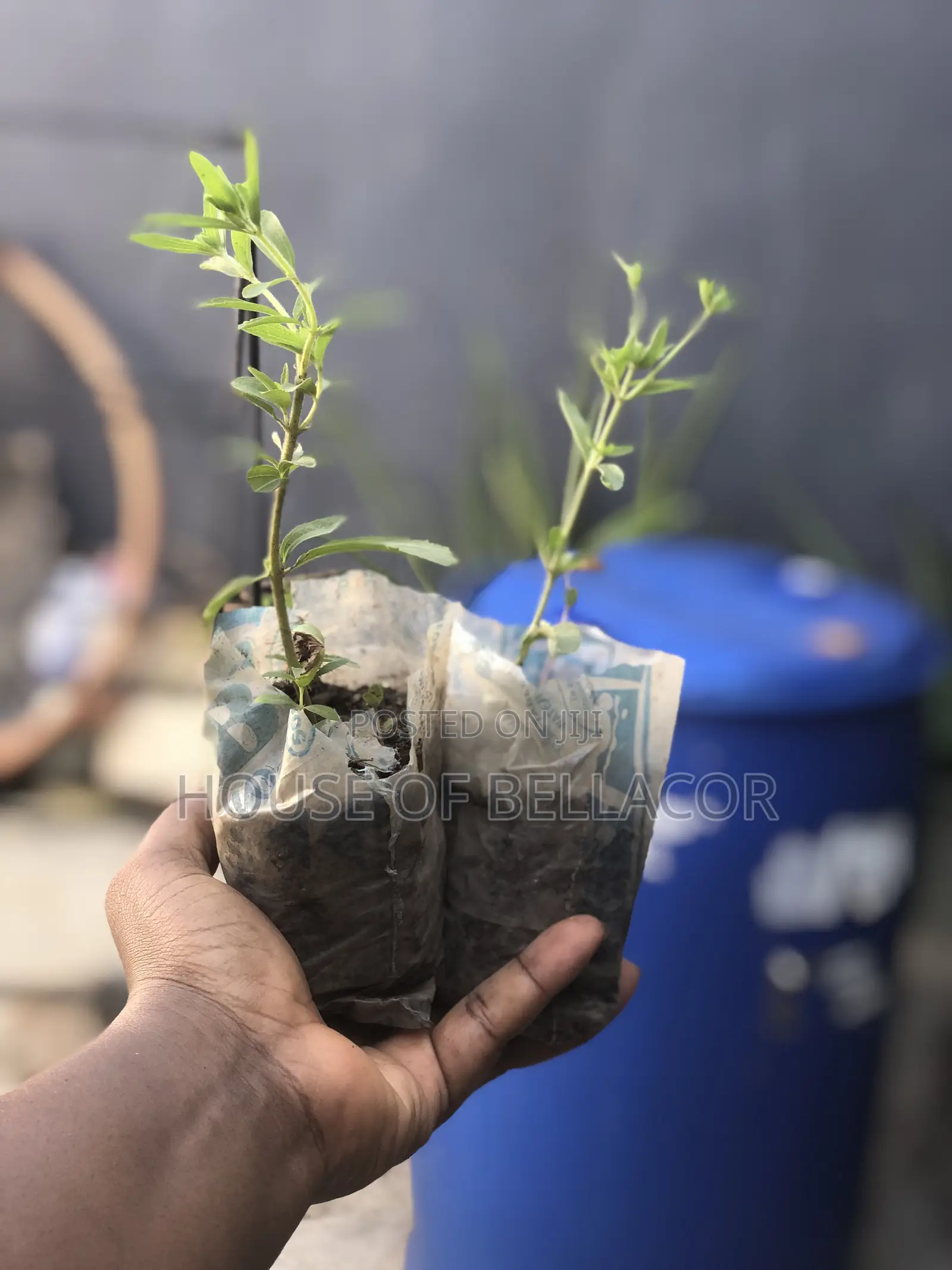 Lavender, Rosemary, Marigold, Thyme Plant