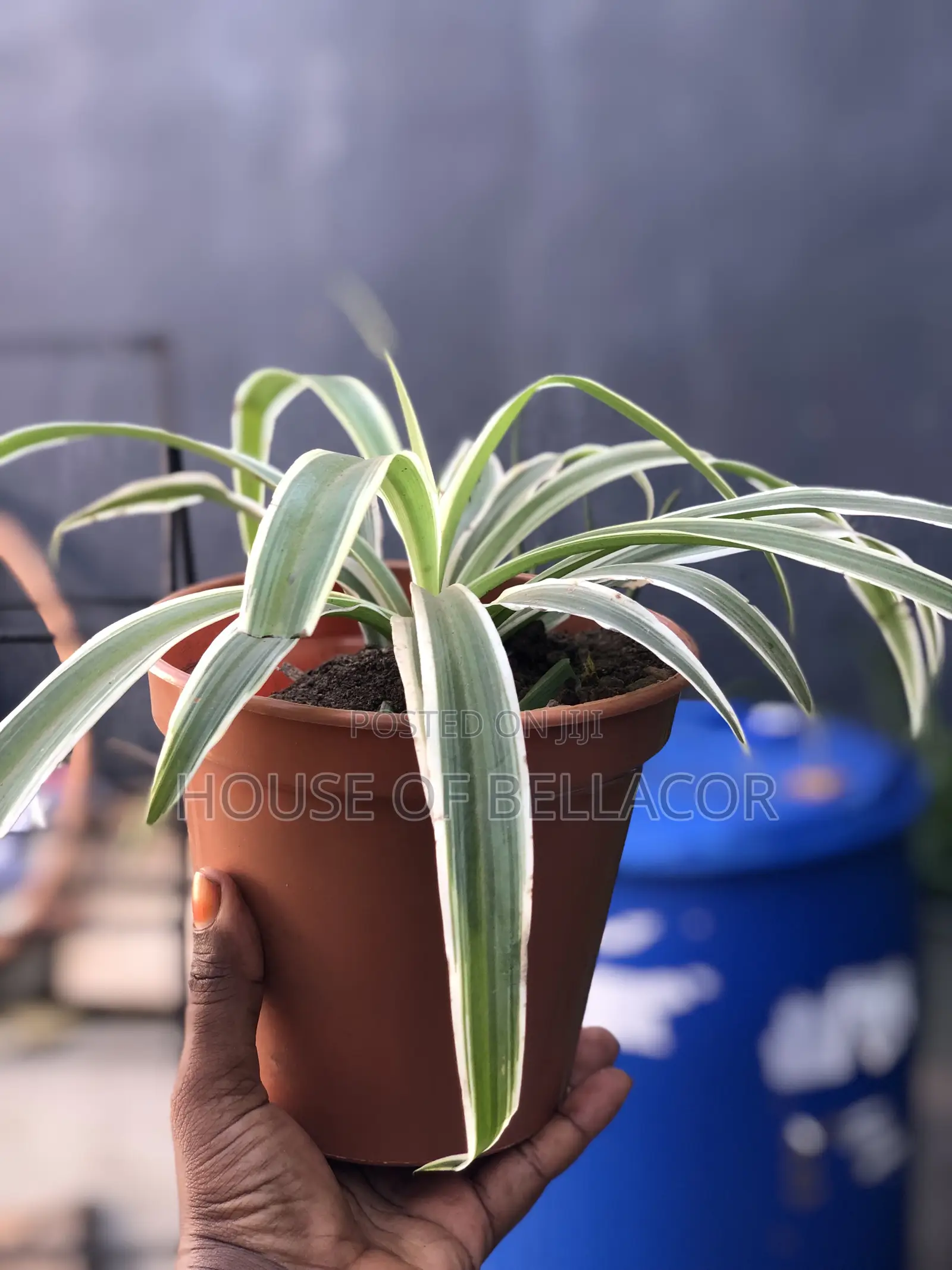 Lavender, Rosemary, Marigold, Thyme Plant