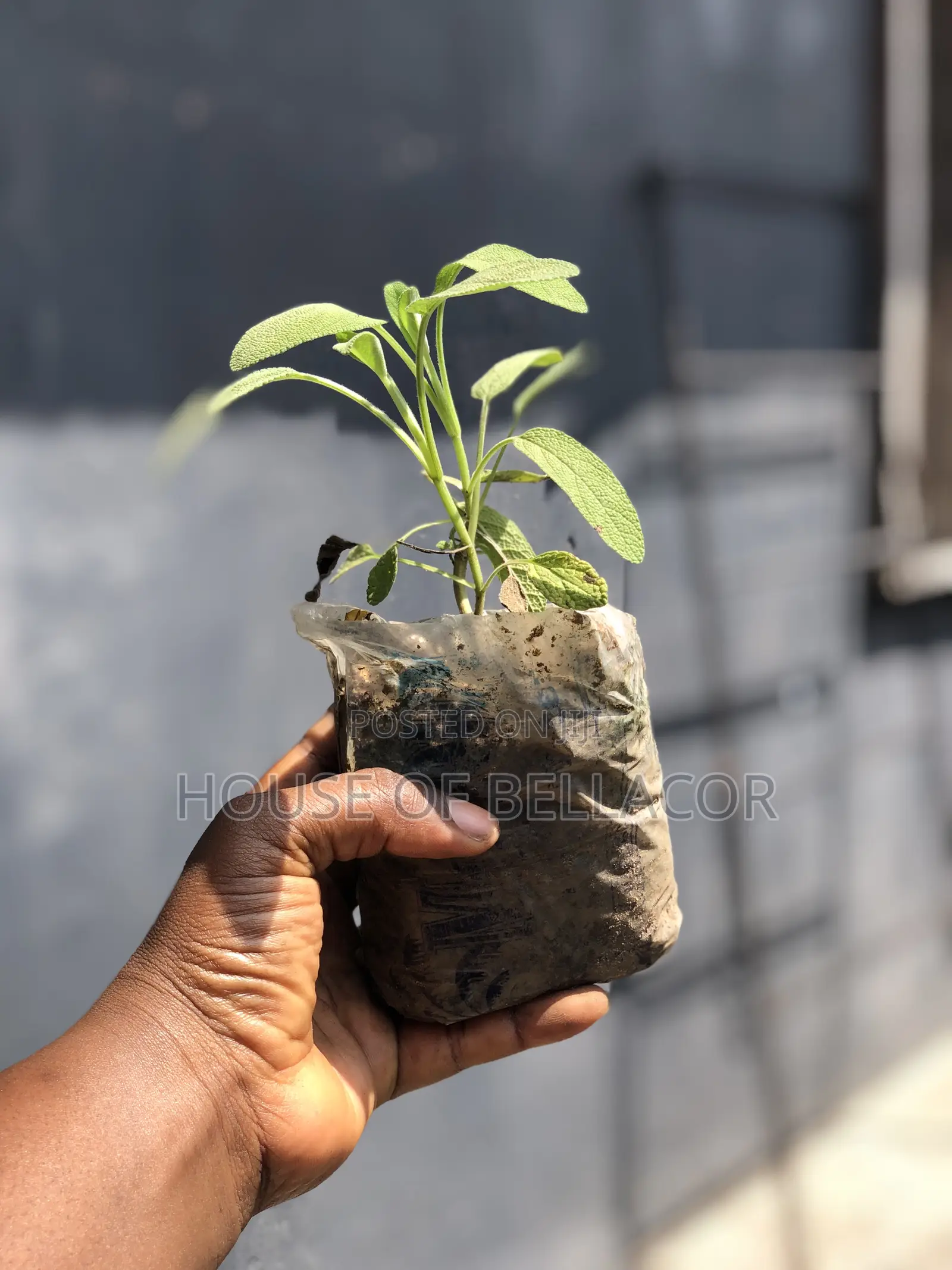 Lavender, Rosemary, Marigold, Thyme Plant