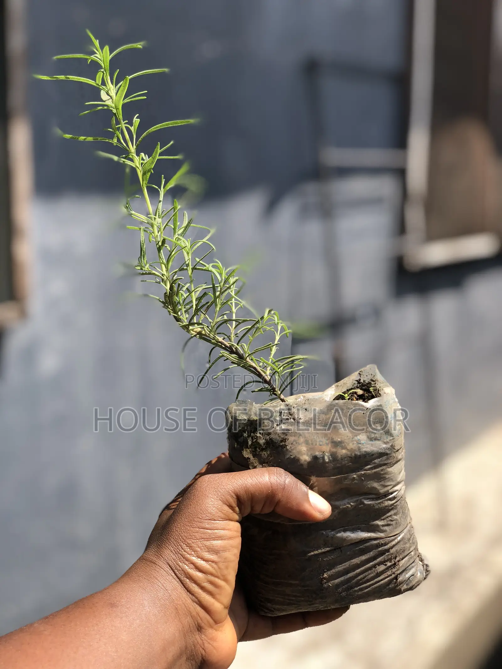 Lavender, Rosemary, Marigold, Thyme Plant
